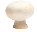 Witte champignon
